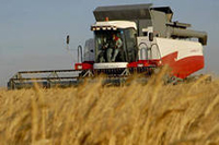 Ростовские аграрии предлагают усилить государственную поддержку производства зерна для компенсации выросших издержек