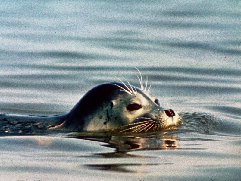Последовательные шаги спасут каспийского тюленя от полного уничтожения
