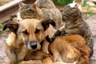 В Госдуму внесен законопроект по защите животных